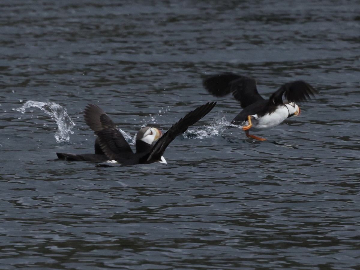 Horned Puffin - ML641890444