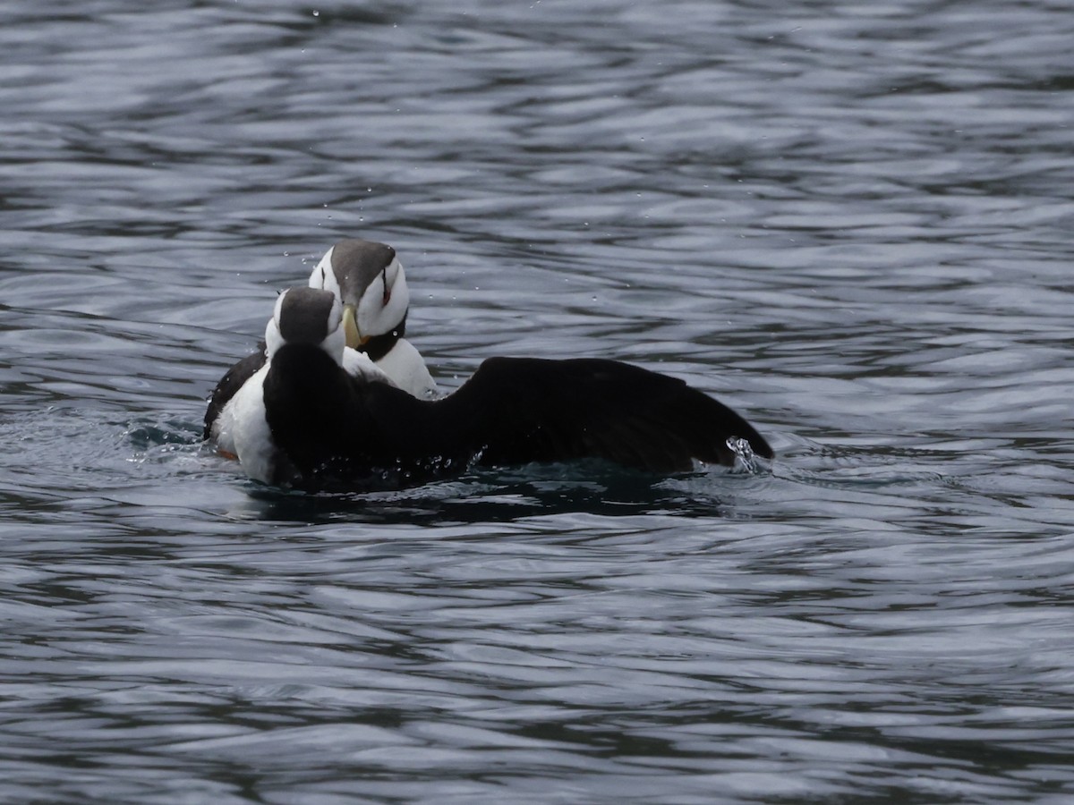Horned Puffin - ML641890445