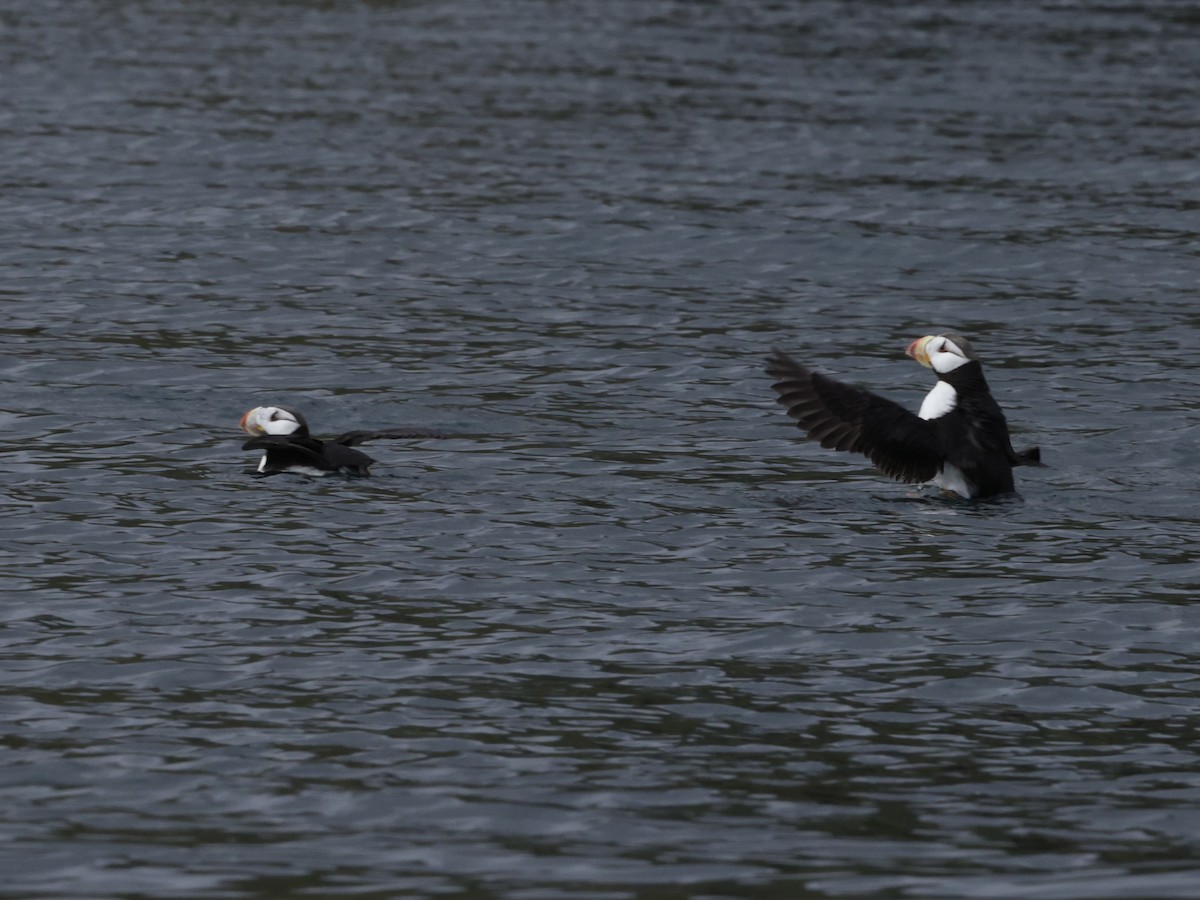 Horned Puffin - ML641890447