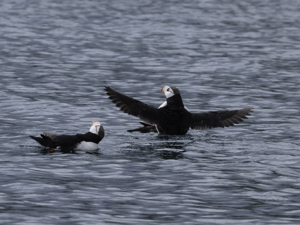 Horned Puffin - ML641890448