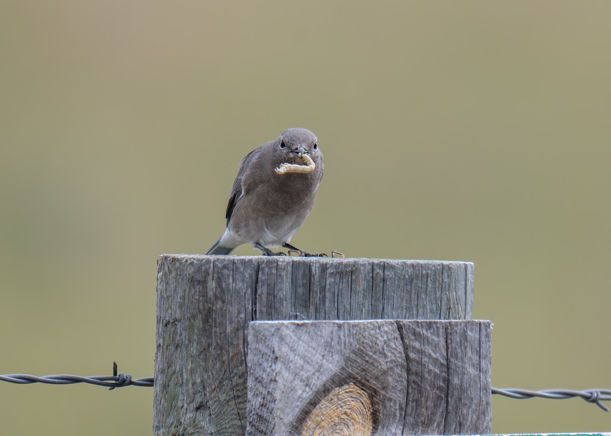 Mountain Bluebird - ML641890451