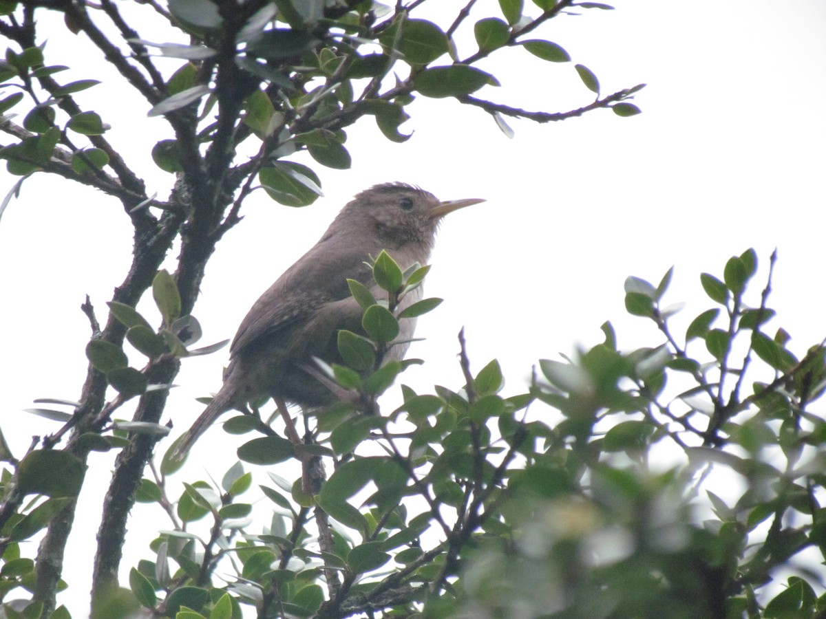 Southern House Wren - ML641890461