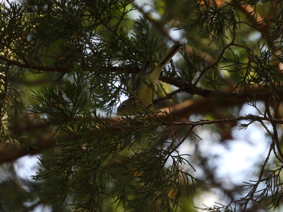 Blue-gray Gnatcatcher - ML641890491