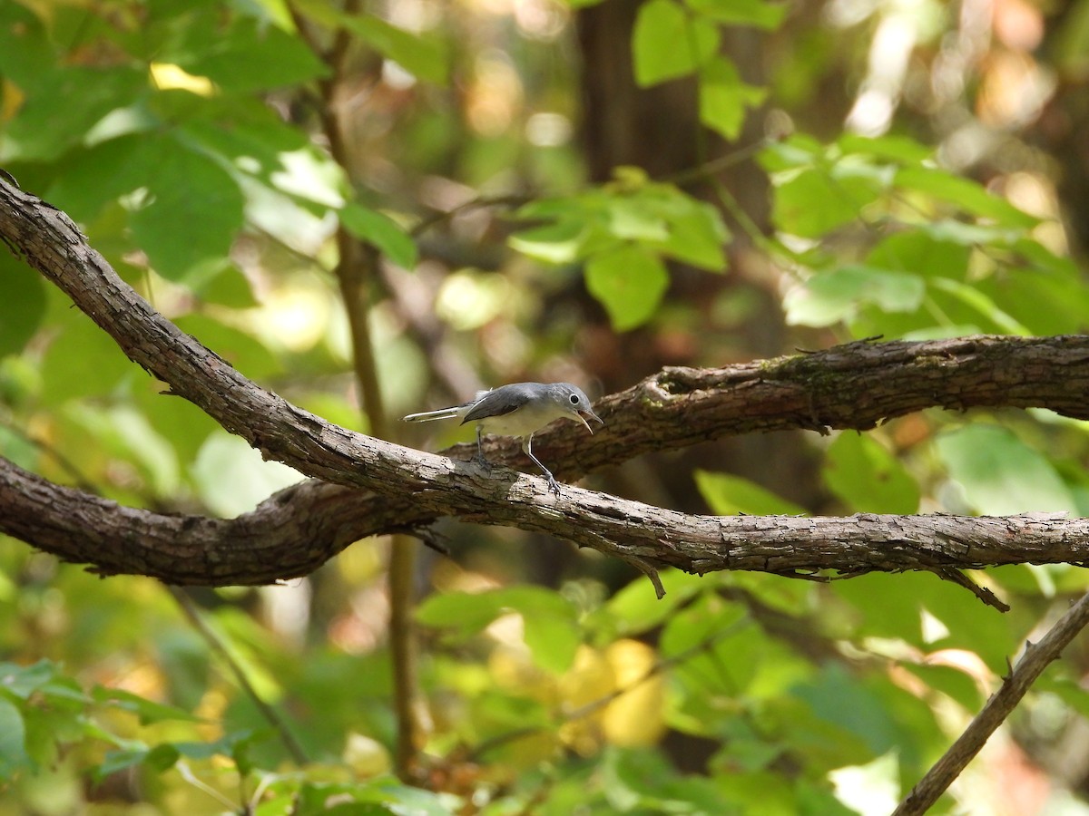 Blue-gray Gnatcatcher - ML641890492