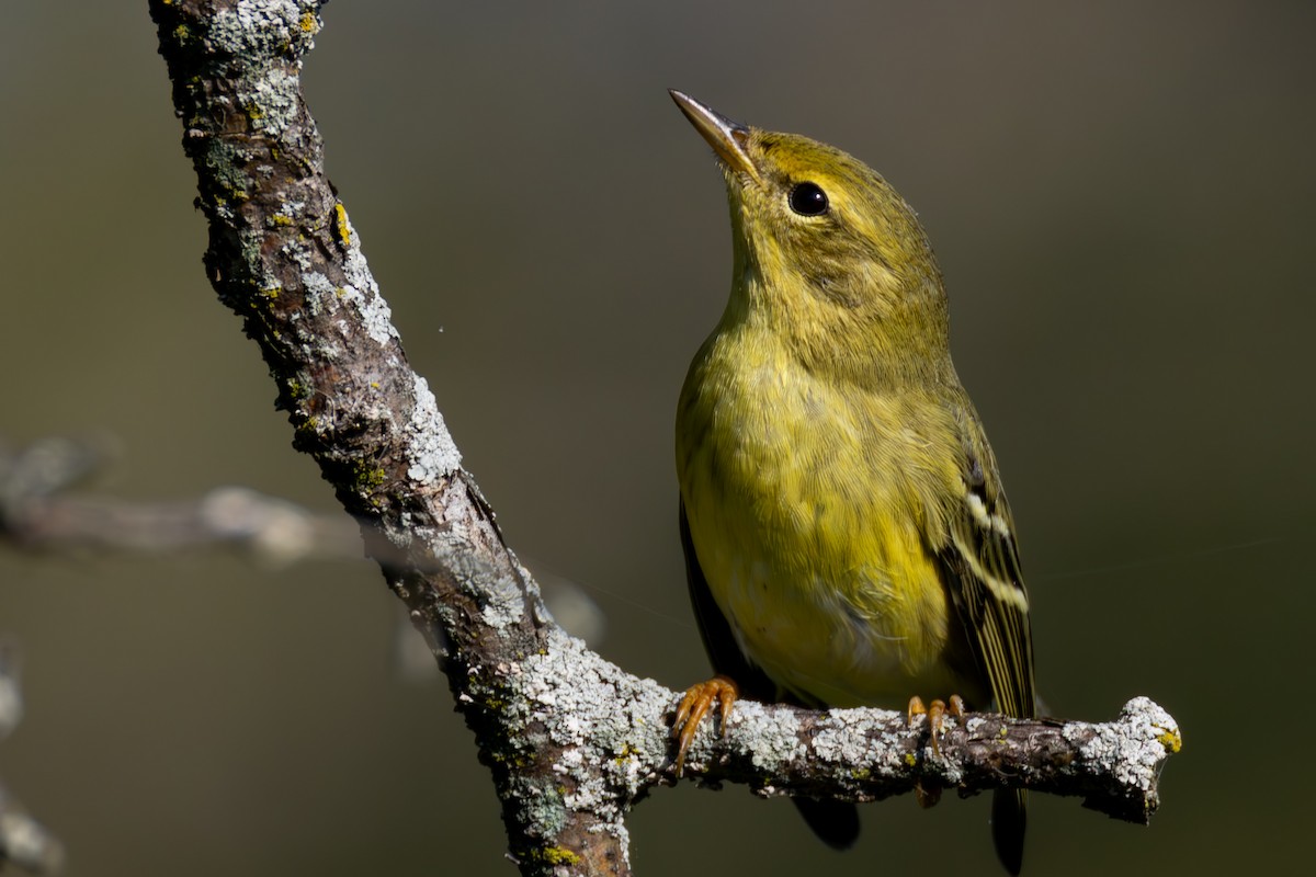 Blackpoll Warbler - ML641890495