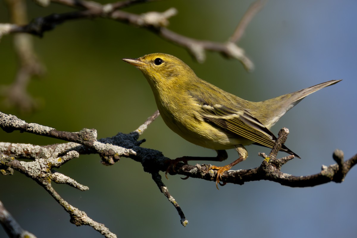 Blackpoll Warbler - ML641890497