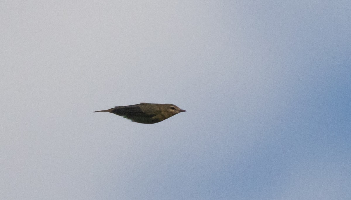 Vireo de Filadelfia - ML641890503