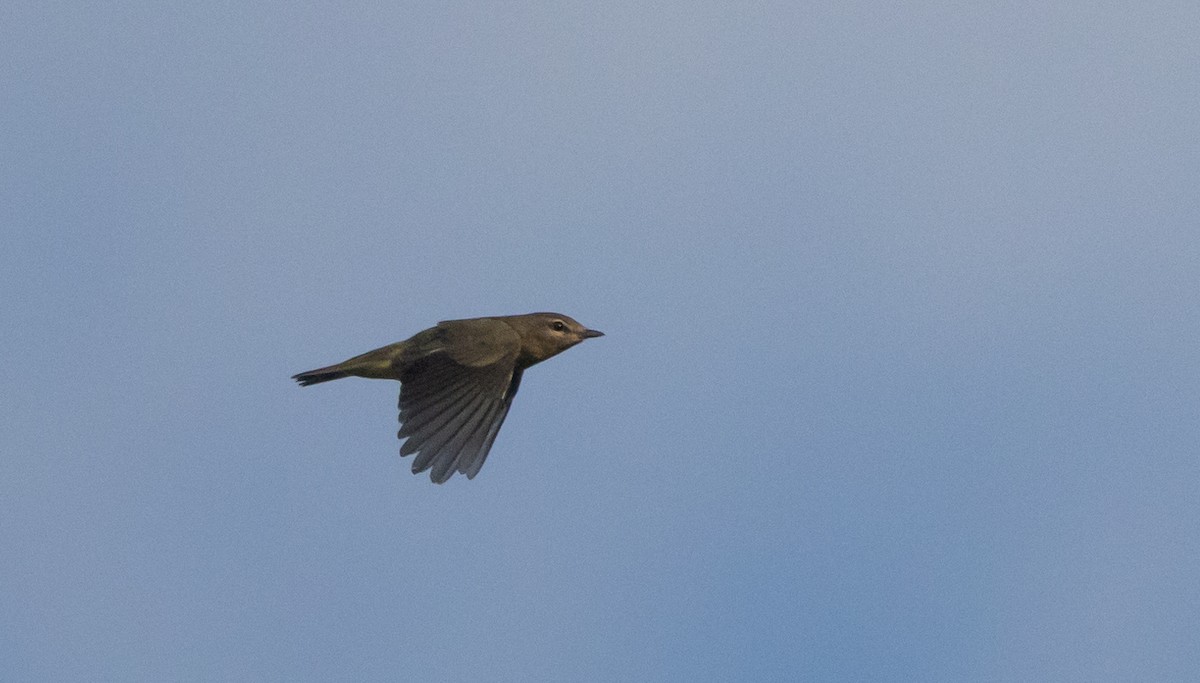 Vireo de Filadelfia - ML641890504