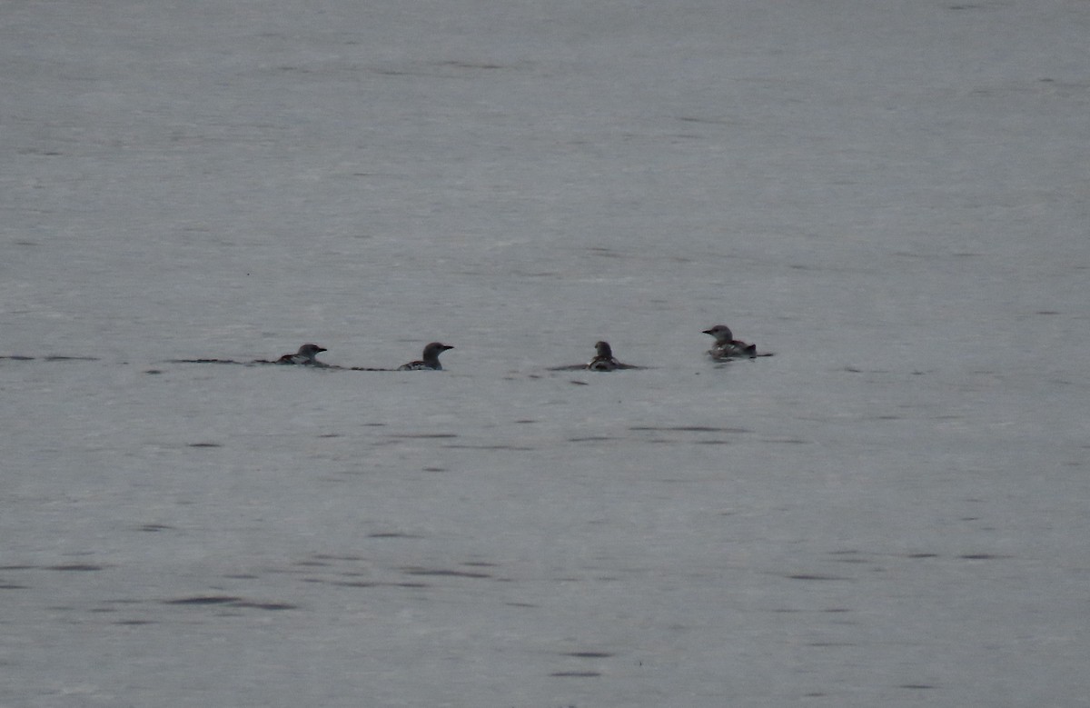 Guillemot à miroir - ML641890509