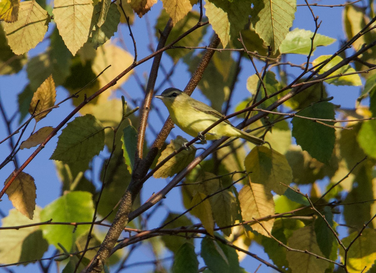 Vireo de Filadelfia - ML641890515