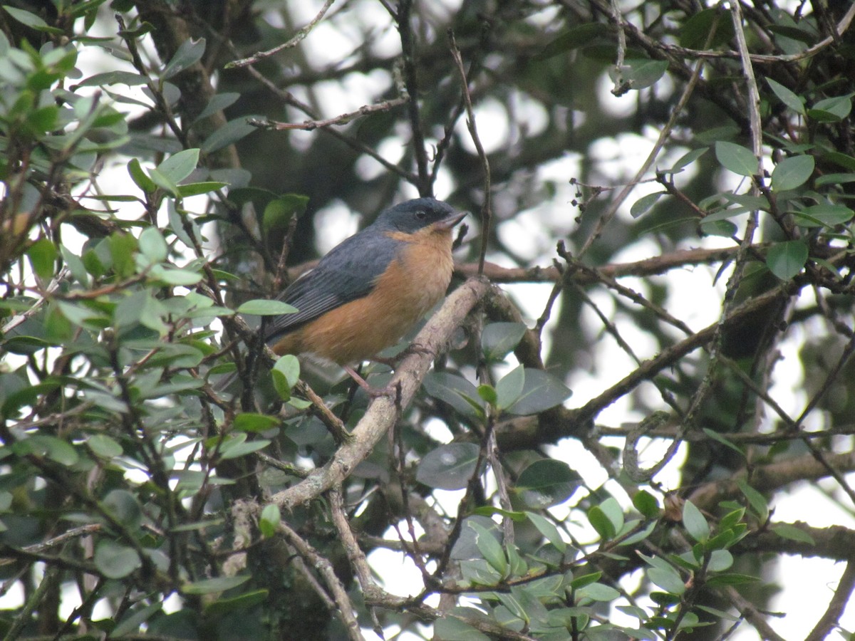 Rusty Flowerpiercer - ML641890532