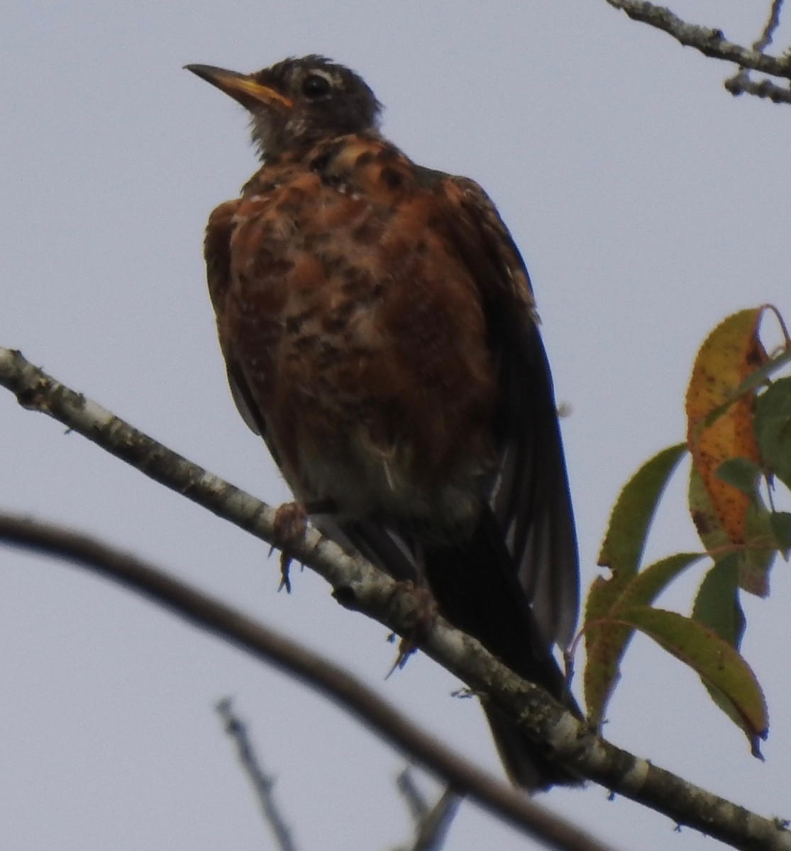 American Robin - ML641890547