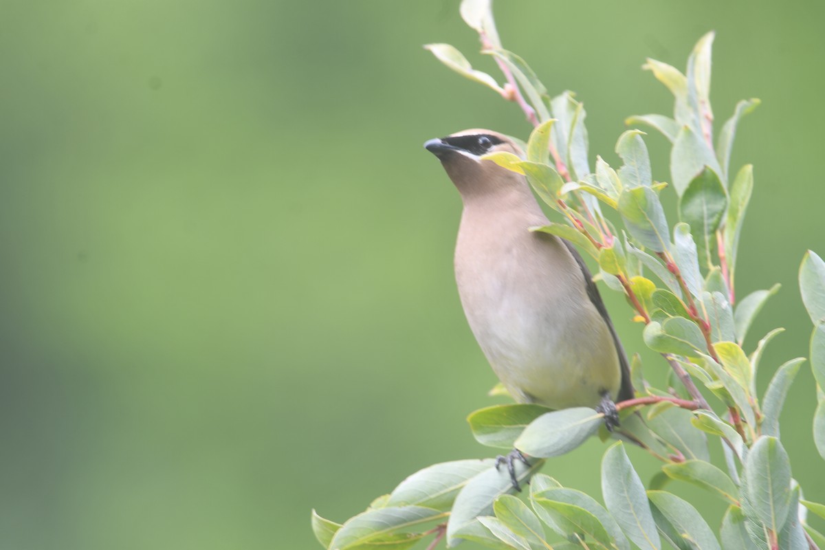 Cedar Waxwing - ML641890556