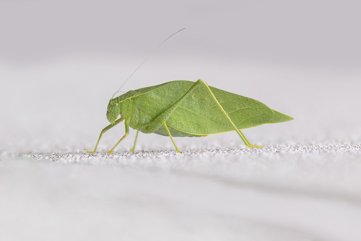 Greater Anglewing - ML641890570