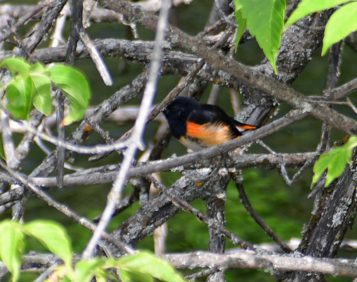 American Redstart - ML641890574