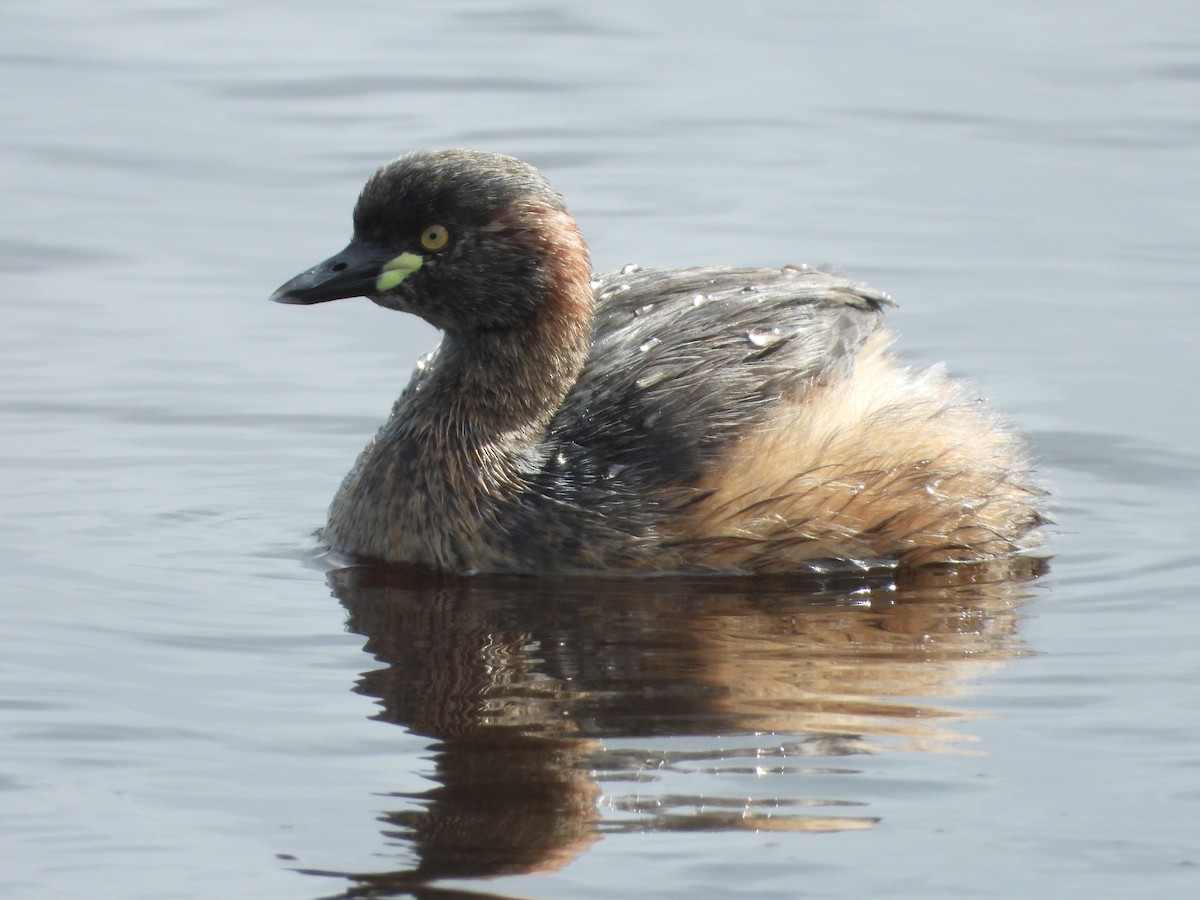 Australasian Grebe - ML641890585