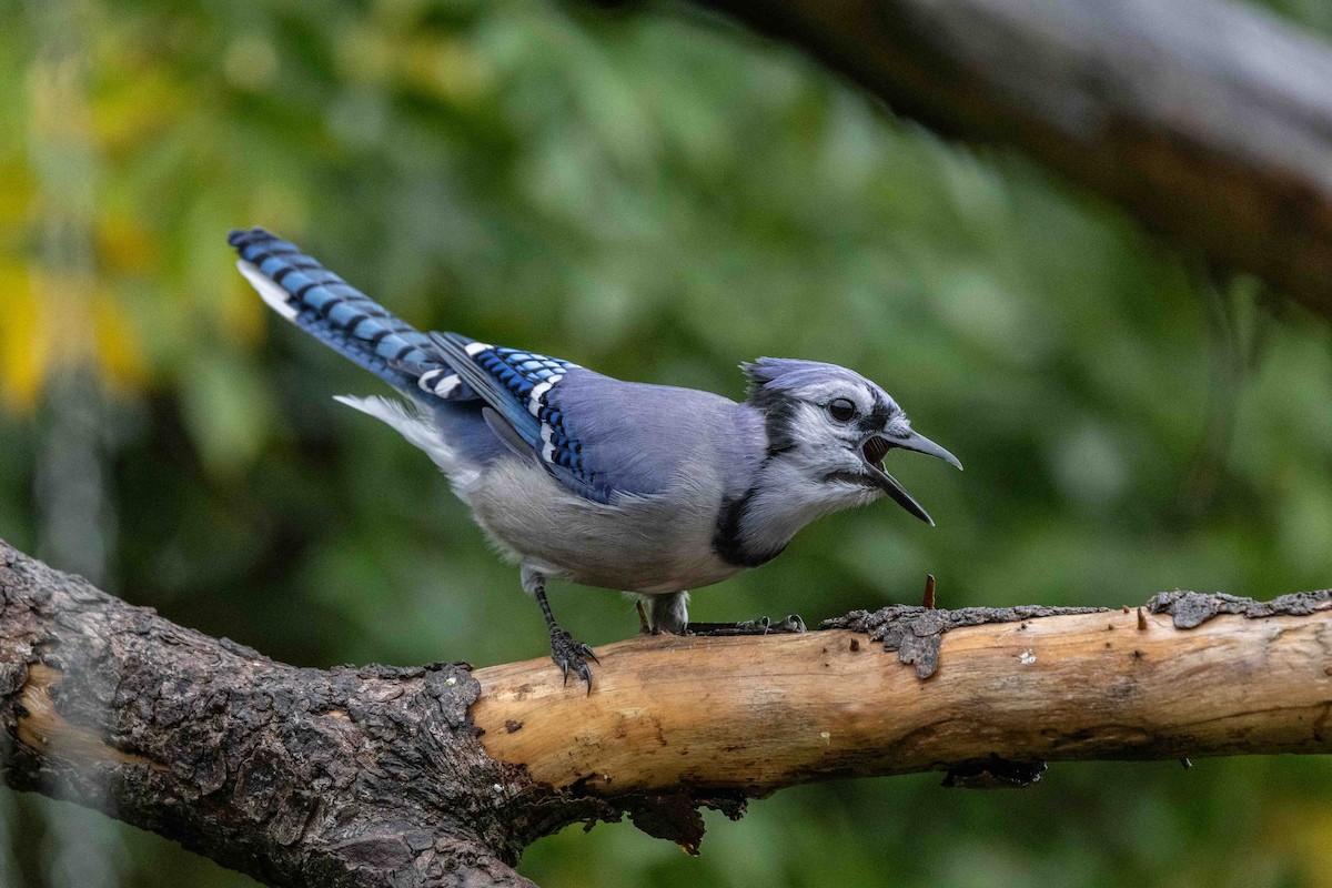 Blue Jay - ML641890586