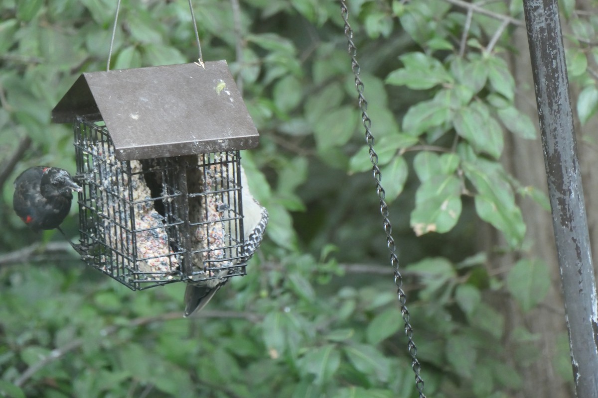 Red-winged Blackbird - ML641890638