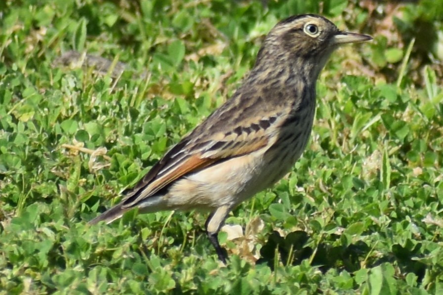 Spectacled Tyrant - ML641890651