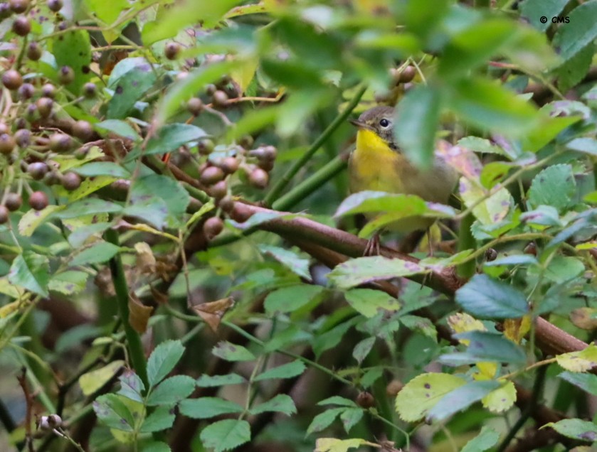 Common Yellowthroat - ML641890656
