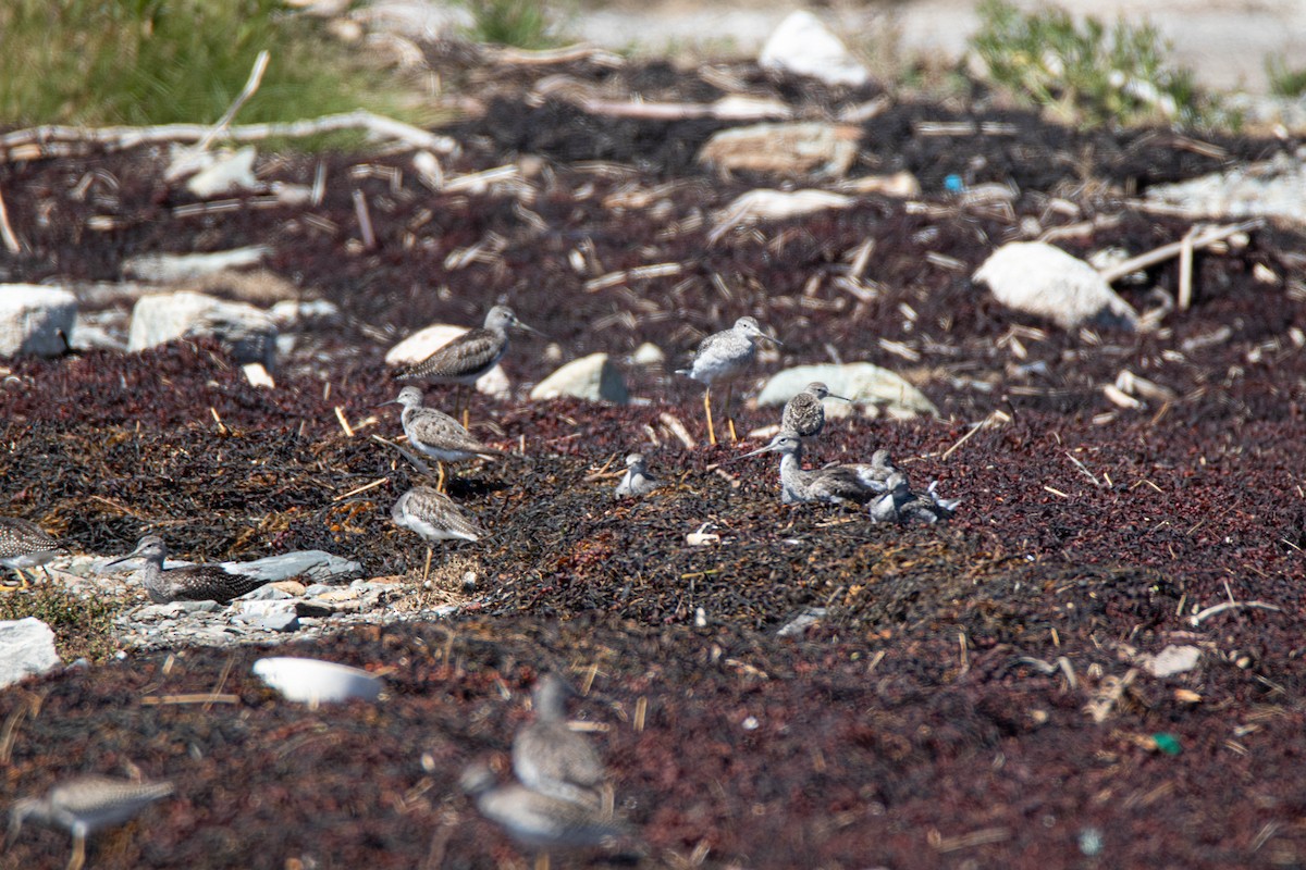 Lesser Yellowlegs - ML641890659