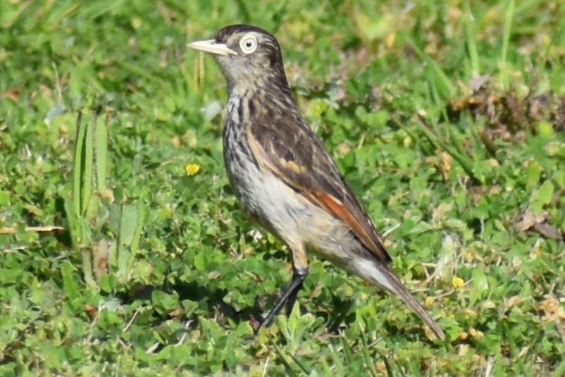 Spectacled Tyrant - ML641890678