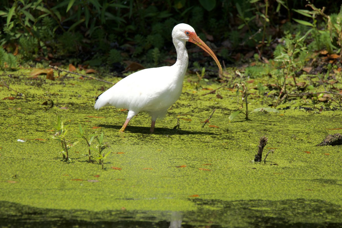 White Ibis - ML641890686