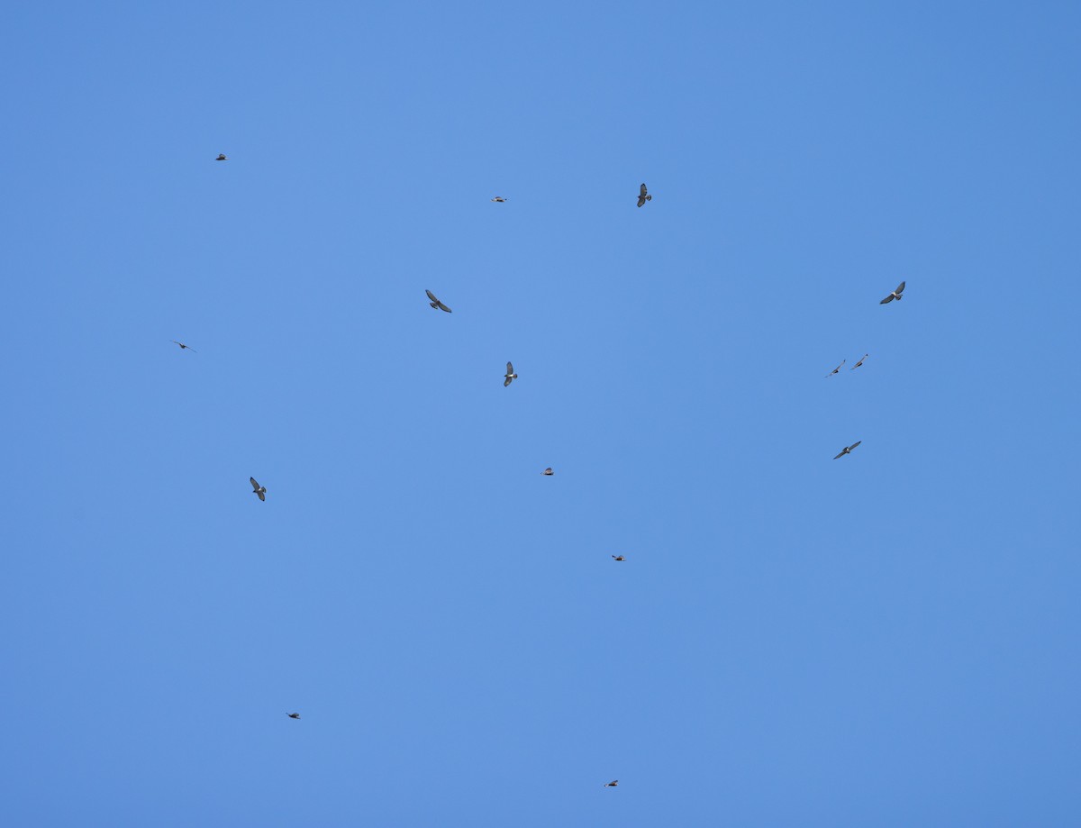 Broad-winged Hawk - ML641890704