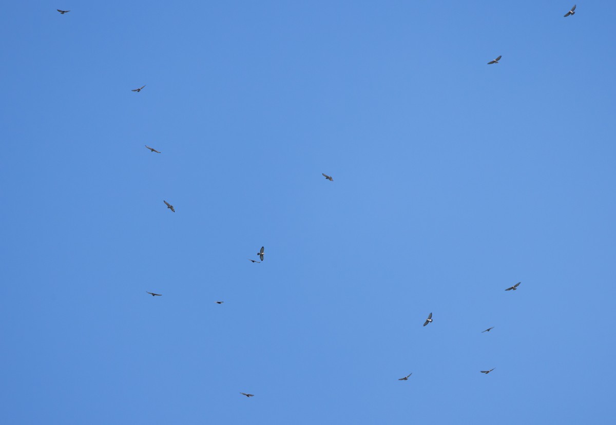 Broad-winged Hawk - ML641890705