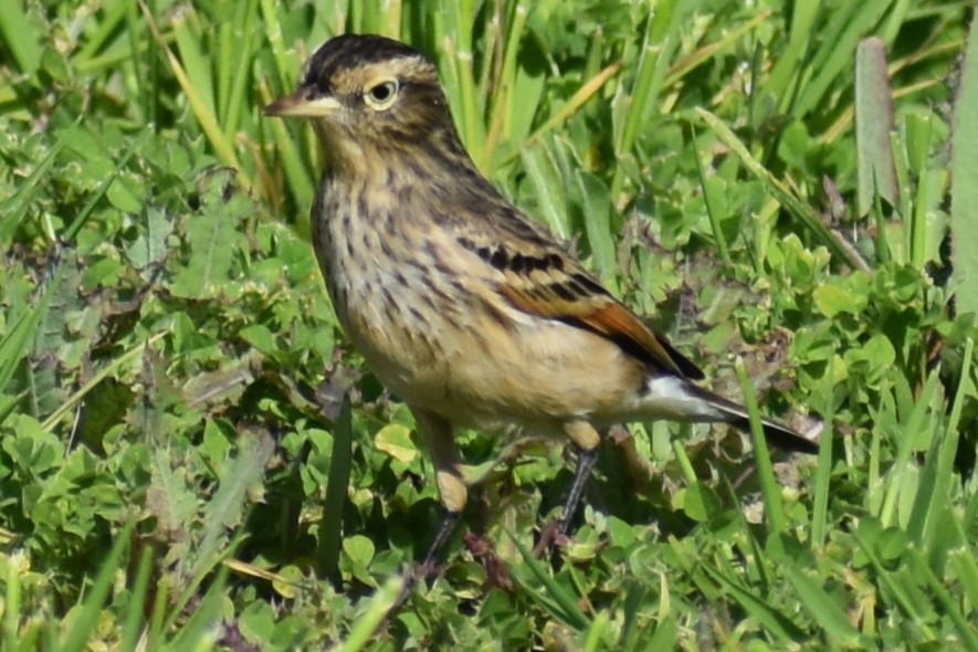 Spectacled Tyrant - ML641890719