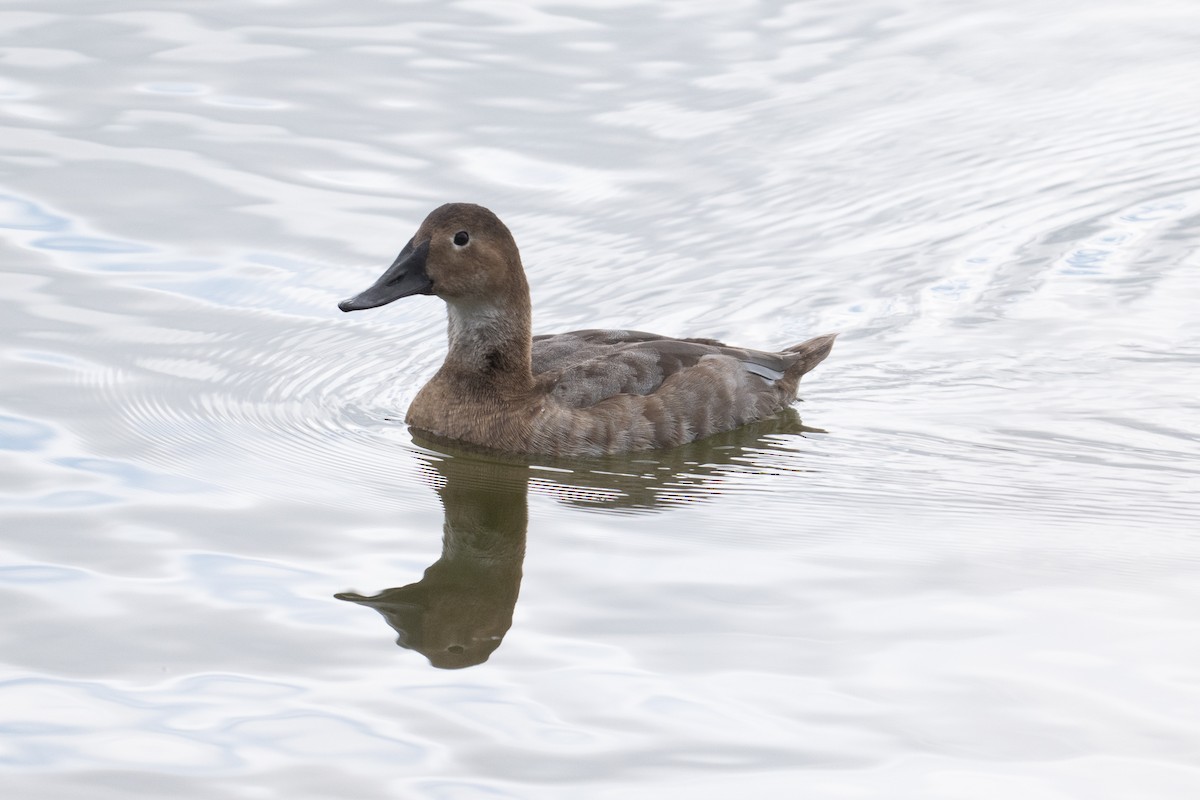 Canvasback - ML641890725