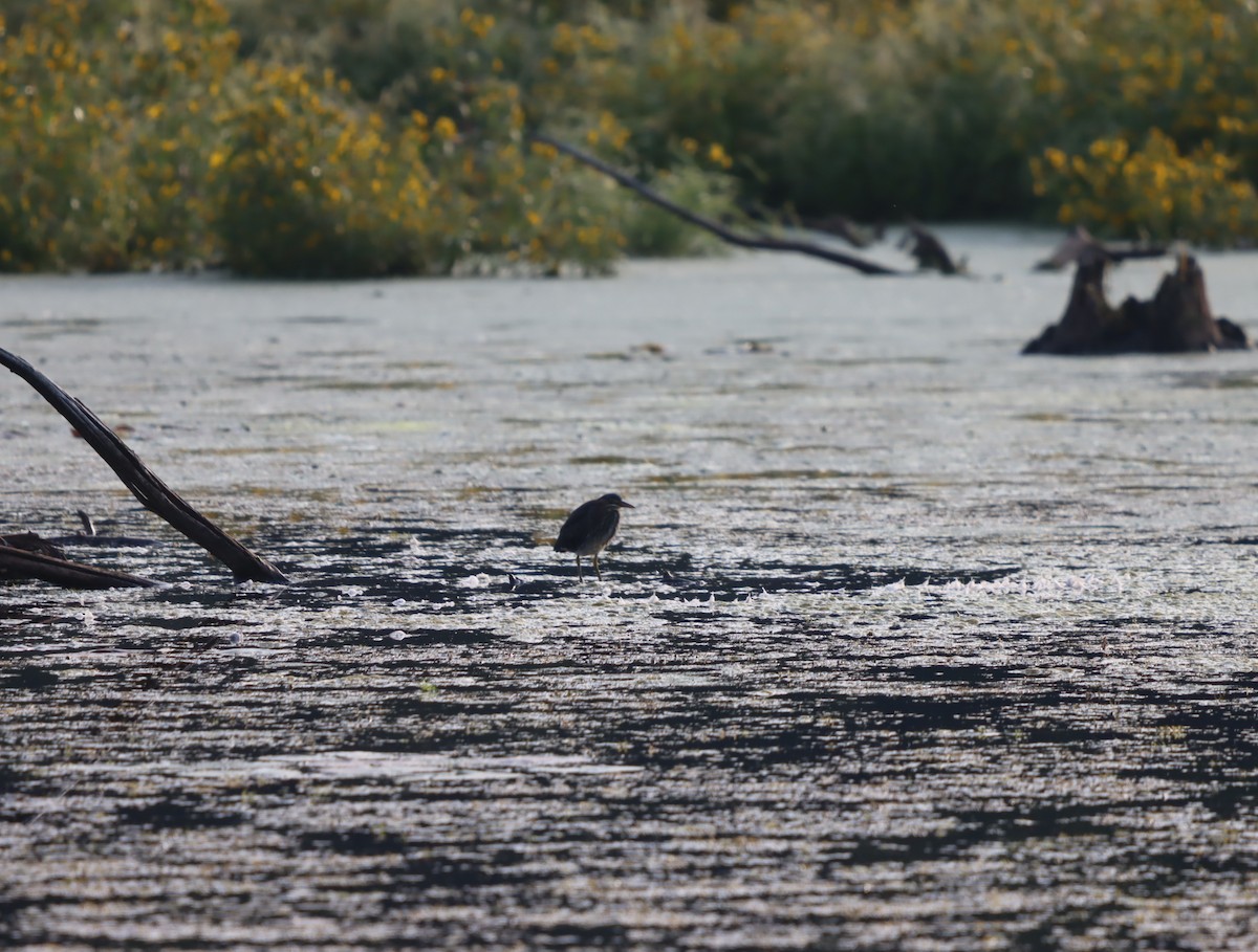 Green Heron - ML641890727