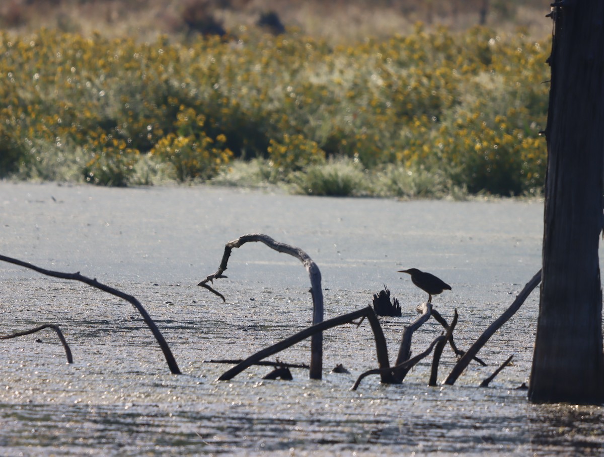 Green Heron - ML641890728