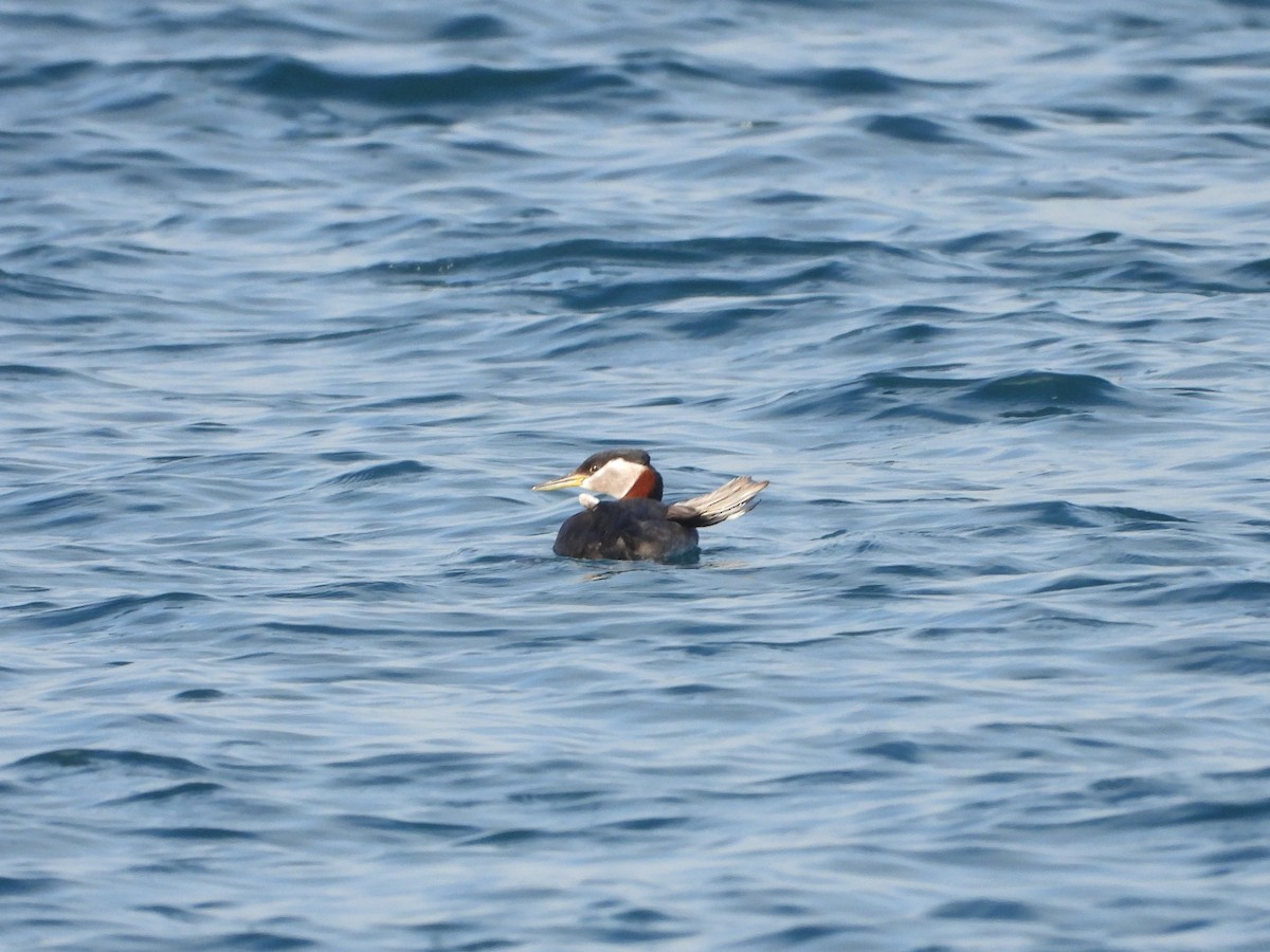 Red-necked Grebe - ML641890730