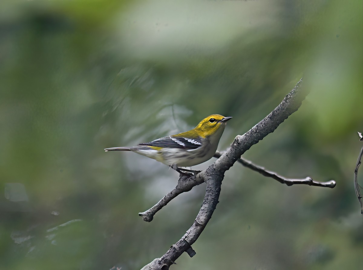 Black-throated Green Warbler - ML641890739