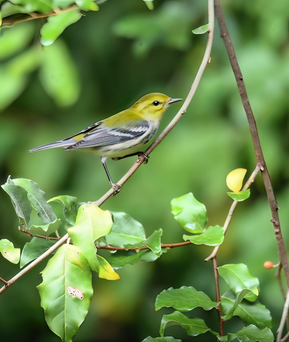 Black-throated Green Warbler - ML641890740