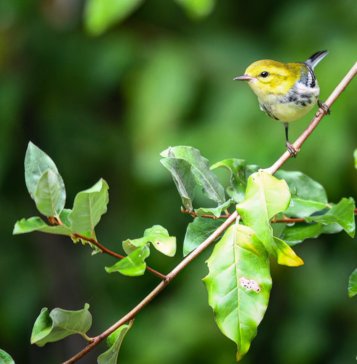Black-throated Green Warbler - ML641890741
