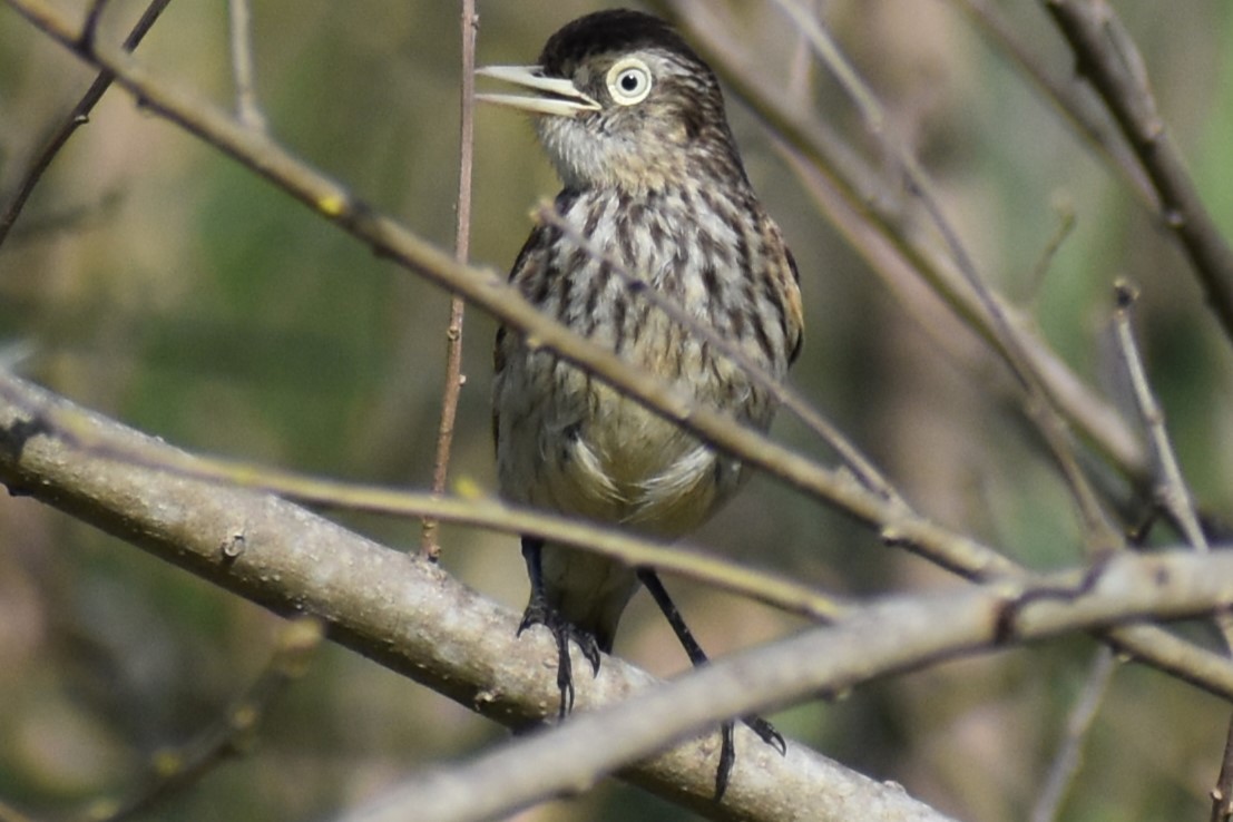 Spectacled Tyrant - ML641890765