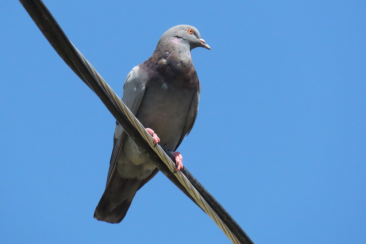 holub skalní (domácí) - ML641890771