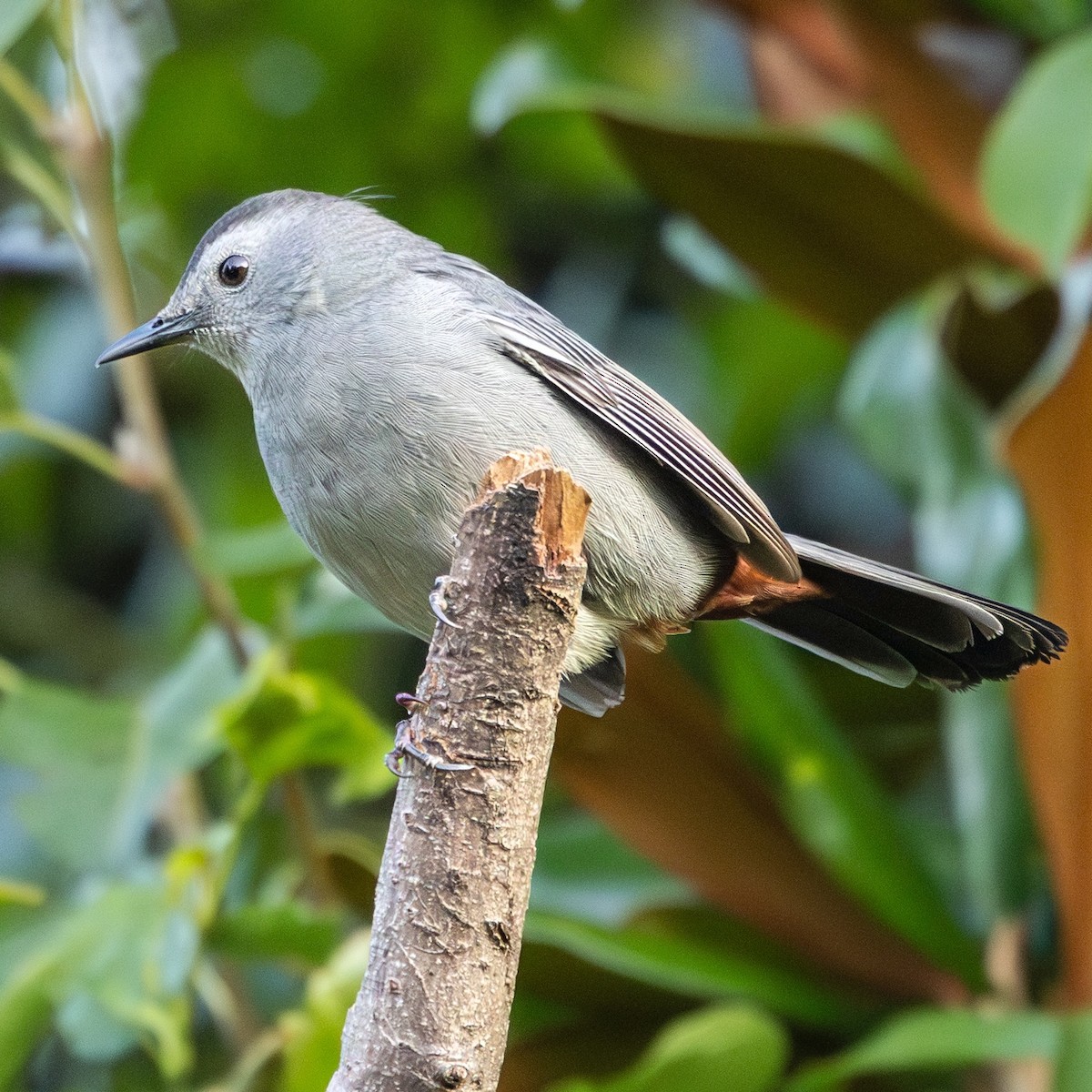 Gray Catbird - ML641890782