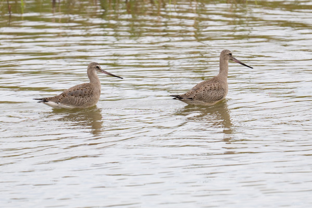 Hudsonian Godwit - ML641890804
