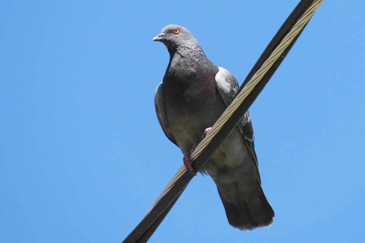 holub skalní (domácí) - ML641890821