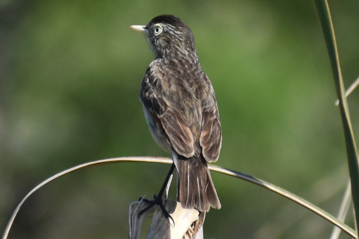 Spectacled Tyrant - ML641890824