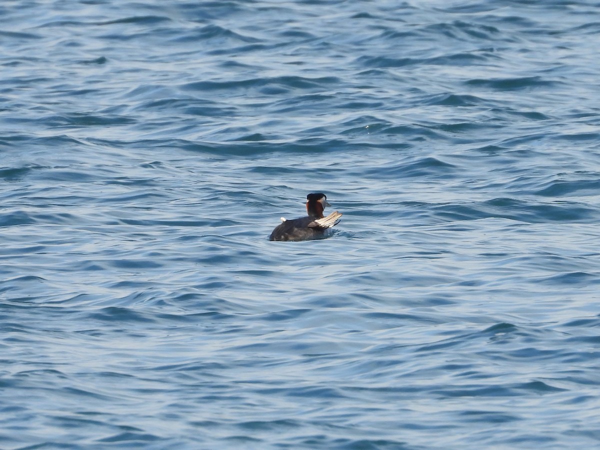 Red-necked Grebe - ML641890829