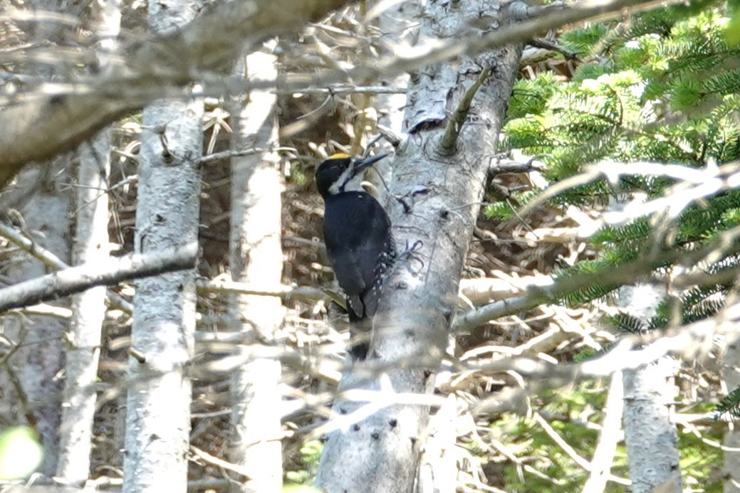 Black-backed Woodpecker - ML641890843