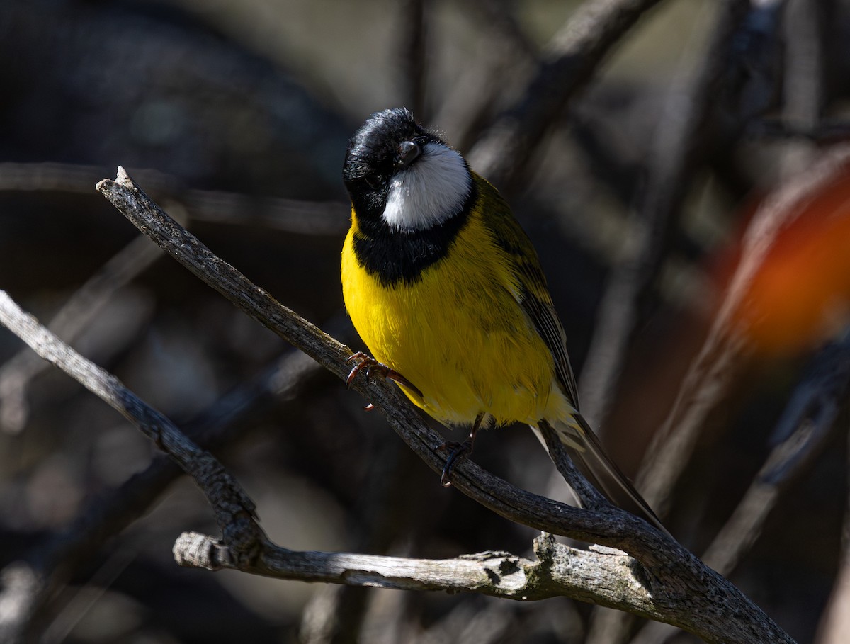 Golden Whistler (Eastern) - ML641890866