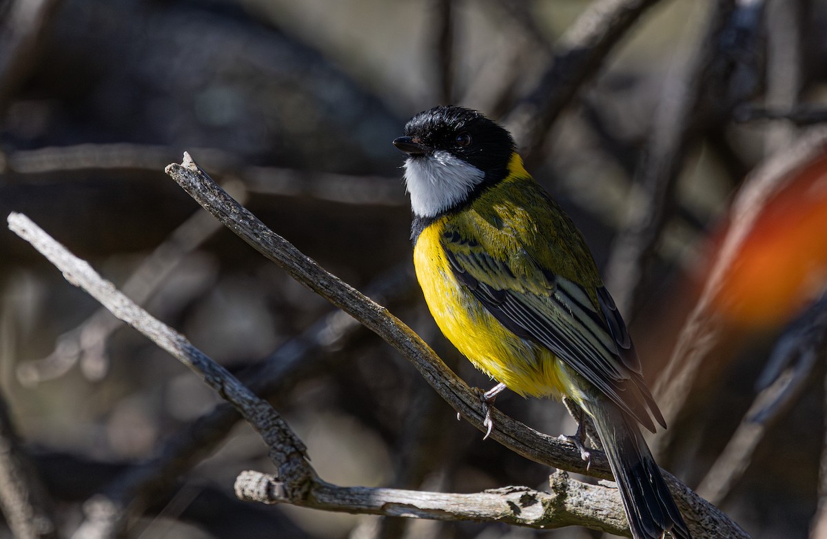 Golden Whistler (Eastern) - ML641890867
