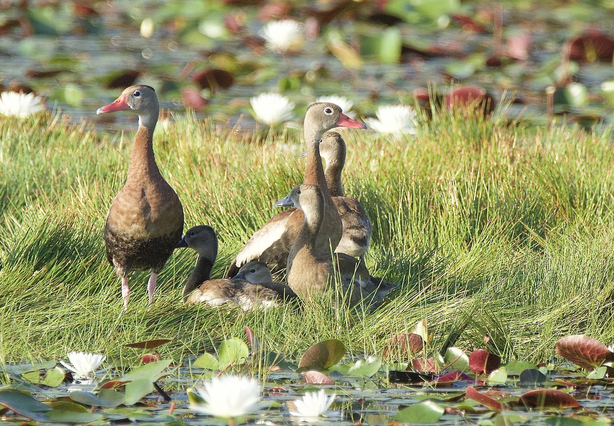 Black-bellied Whistling-Duck - ML641890880