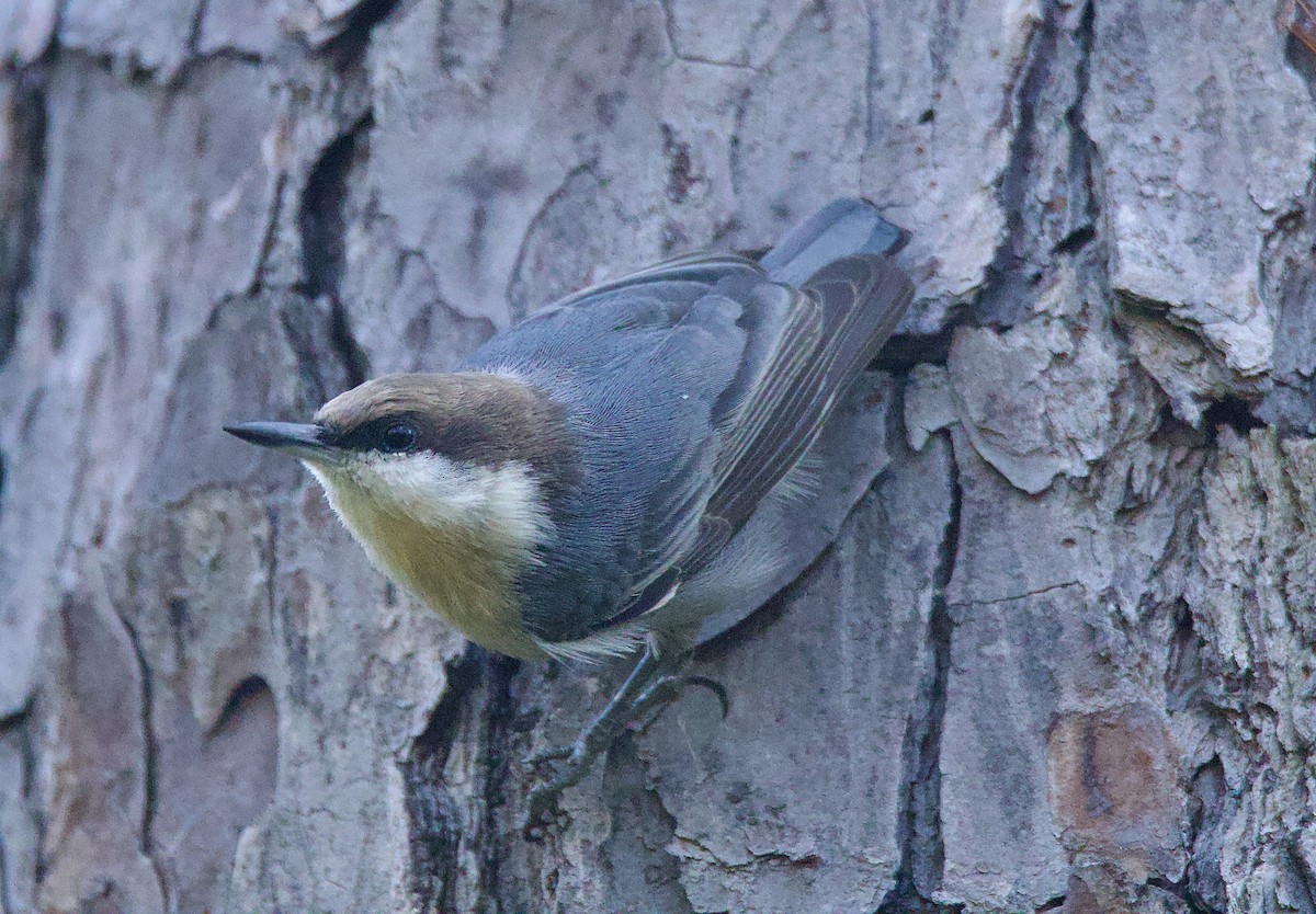 Brown-headed Nuthatch - ML641890901
