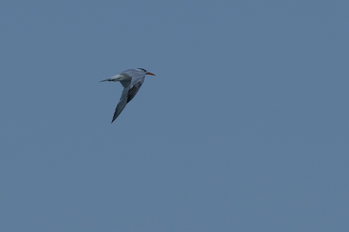 Royal Tern - ML641890904